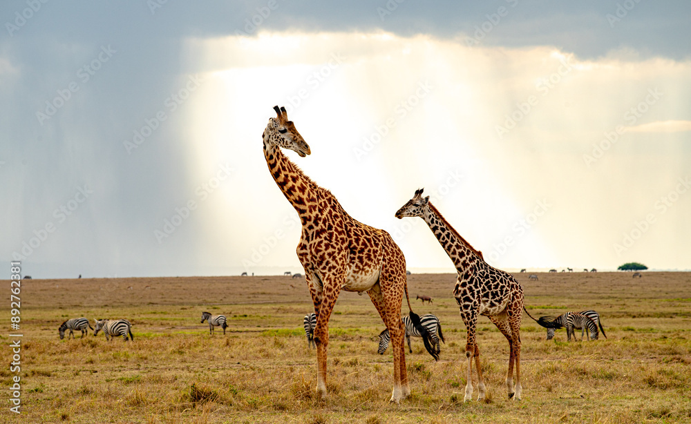 Obraz premium Kenyan Giraffes Maasai Mara Kenya East Africa