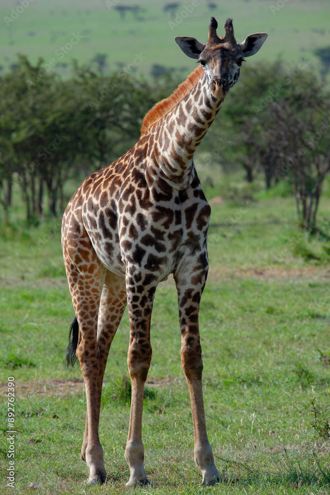 Obraz premium Kenyan Giraffes Maasai Mara Kenya East Africa