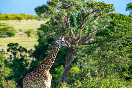 Photography Kenyan Giraffes Maasai Mara Kenya East Africa