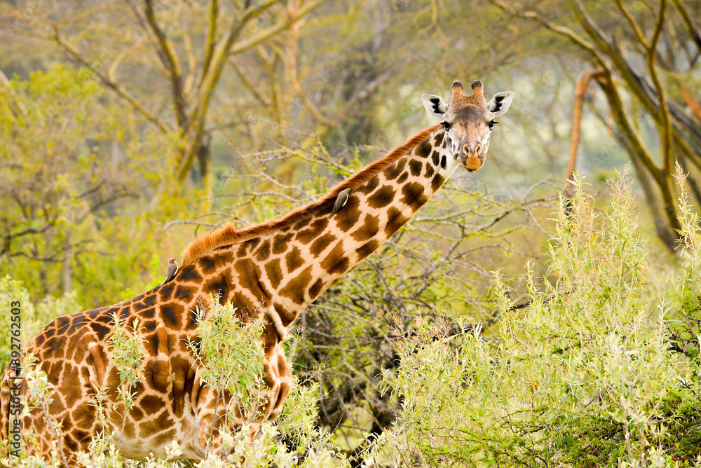 Kenyan Giraffes Maasai Mara Kenya East Africa Kenyan Giraffes Maasai Mara Kenya East Africa