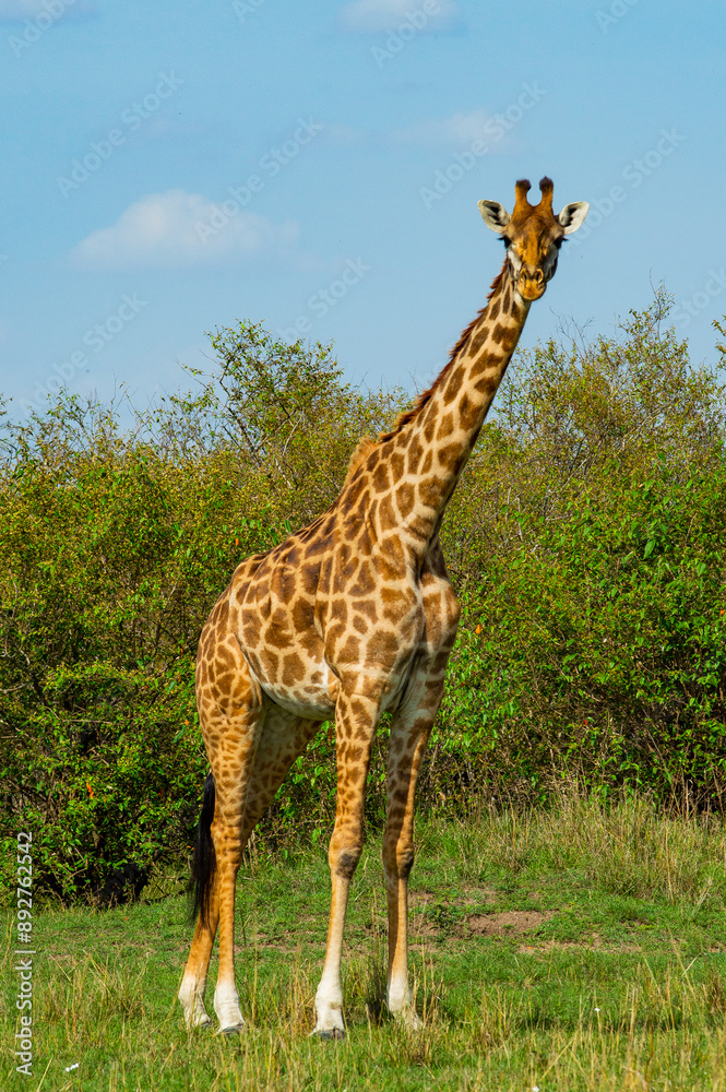 Obraz premium Kenyan Giraffes Maasai Mara Kenya East Africa