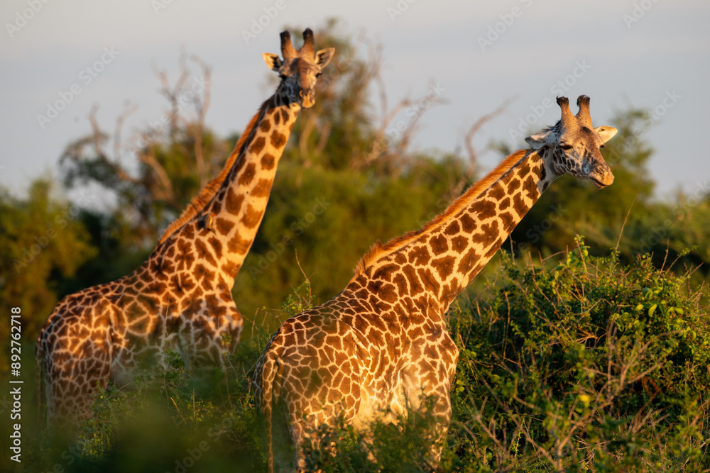Obraz premium Kenyan Giraffes Maasai Mara Kenya East Africa