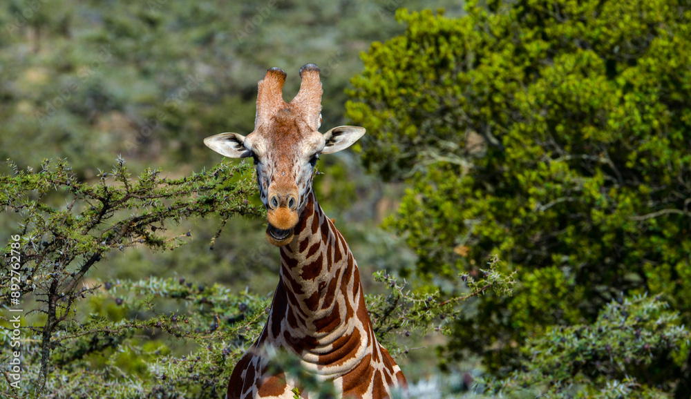 Obraz premium Kenyan Giraffes Maasai Mara Kenya East Africa