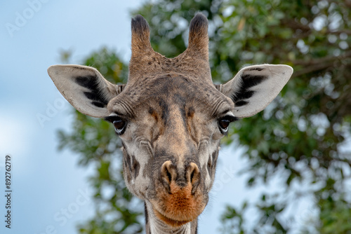 Photography Kenyan Giraffes Maasai Mara Kenya East Africa