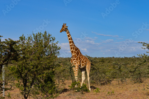 Kenyan Giraffes Maasai Mara Kenya East Africa