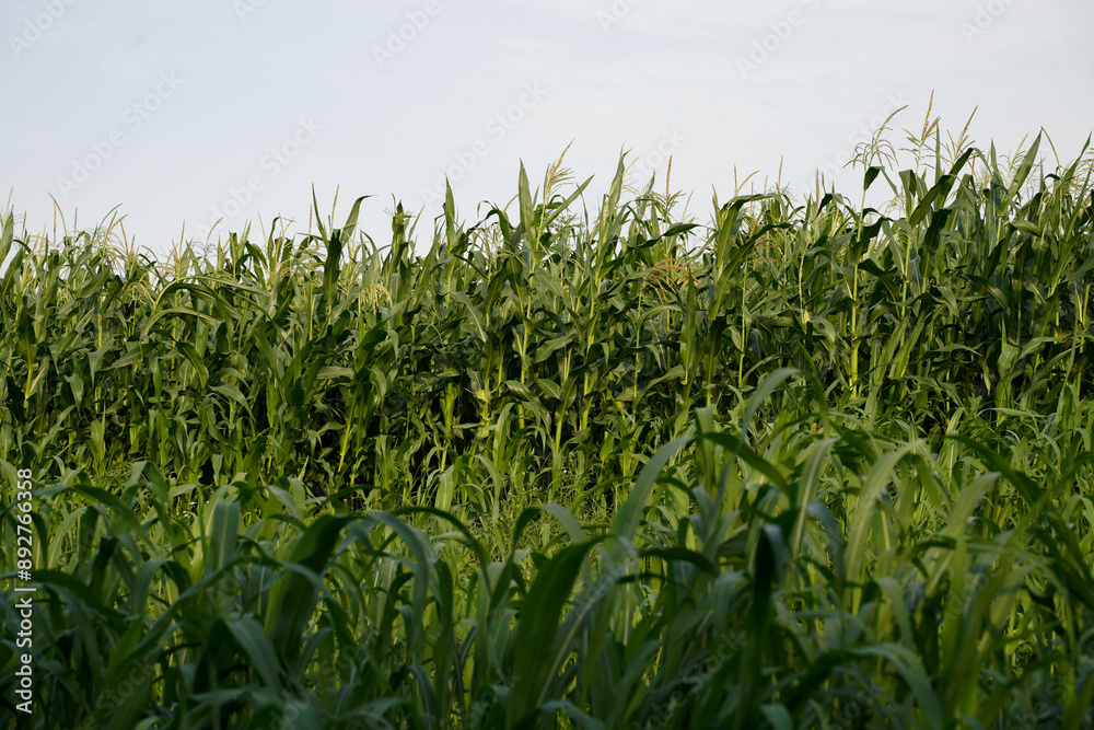 Fototapeta premium green corn field in summer