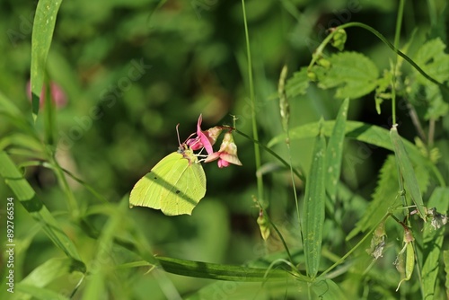 Männlicher Zitronenfalter (Gonepteryx rhamni) an Wilder Platterbse (Lathyrus sylvestris) photo