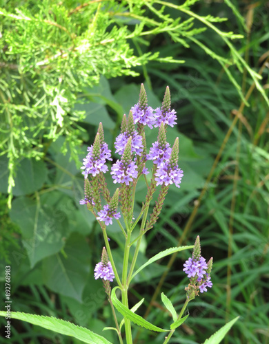 Blue Vervain Wildflower