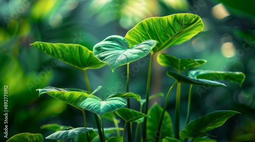 Close-up of a rare Alocasia with its upright, sword-like leaves photo