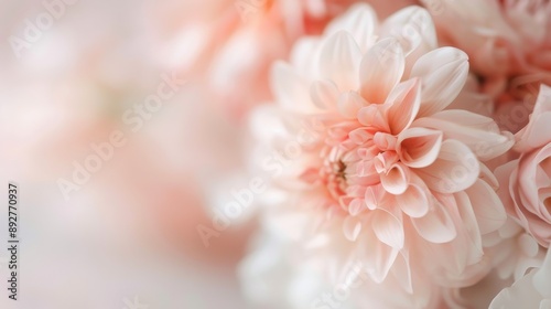 This image captures a close-up of a blooming soft pink dahlia flower, highlighting its lush, layered petals and intricate details, radiating natural beauty and elegance.