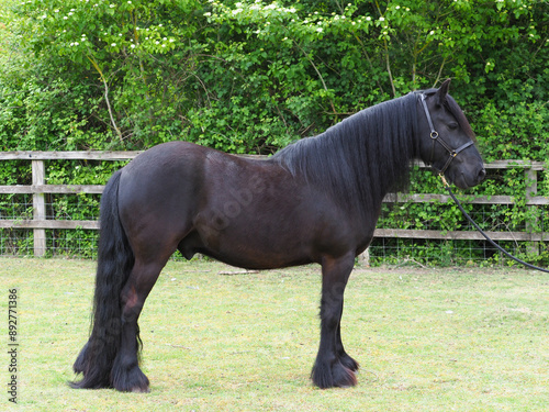 Rare Breed Dales Pony