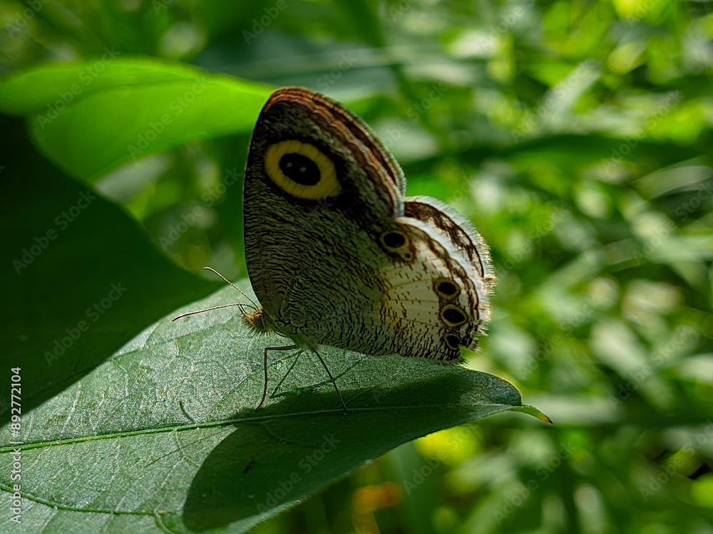 Fototapeta premium butterfly on leaf