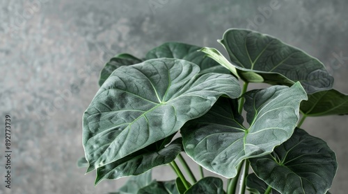 Close-up of a rare Alocasia with its velvet leaves photo