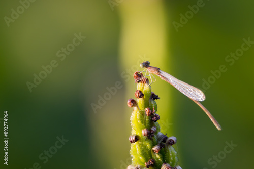 Close up shot of damselfly on the plant bud. photo