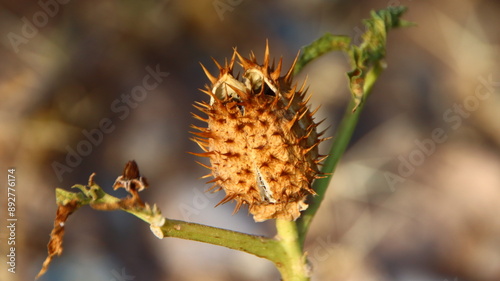cardo, fondo escritorio, fondo de pantalla, planta con pinchos, planta con espinos, atractivo pero con espinos