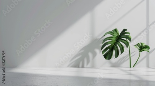 Monstera leaf on white wall, minimal aesthetic