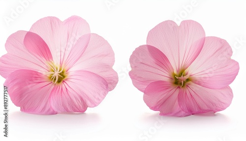 close up of light pink pinkladies flower isolated on white background oenothera speciosa photo