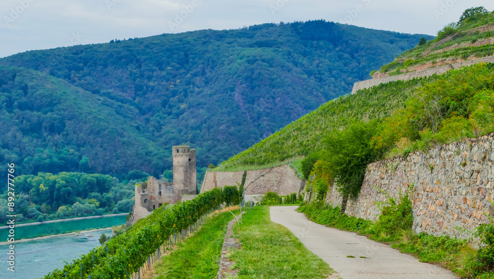 Εκτύπωση καμβά Weg zur Burgruine Ehrenfels Rüdesheim am Rhein