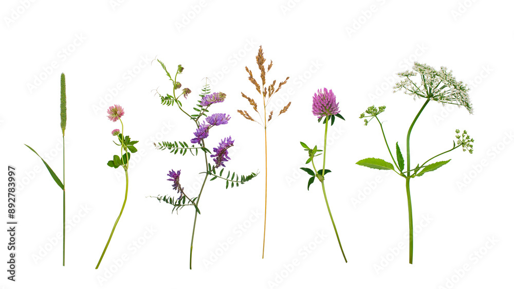 Wildflowers isolated over white background. Wildflowers isolated over white background.