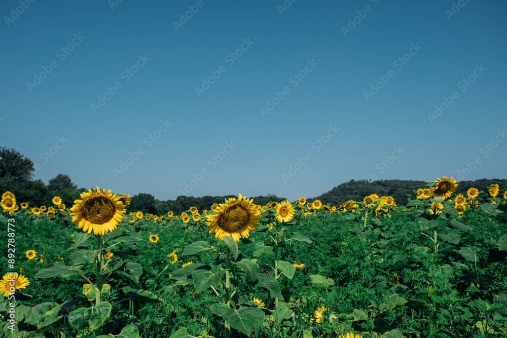 Obraz premium Beautiful summer field full of blooming sunflowers in a sunny day. Natural rustic landscape for background.