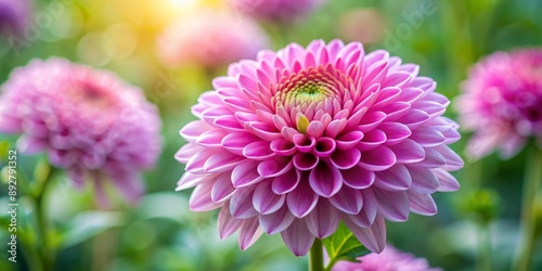 Close-up of a Delicate Pink Dahlia in Soft Sunlight, Macro Photography, Flower, Nature, Garden