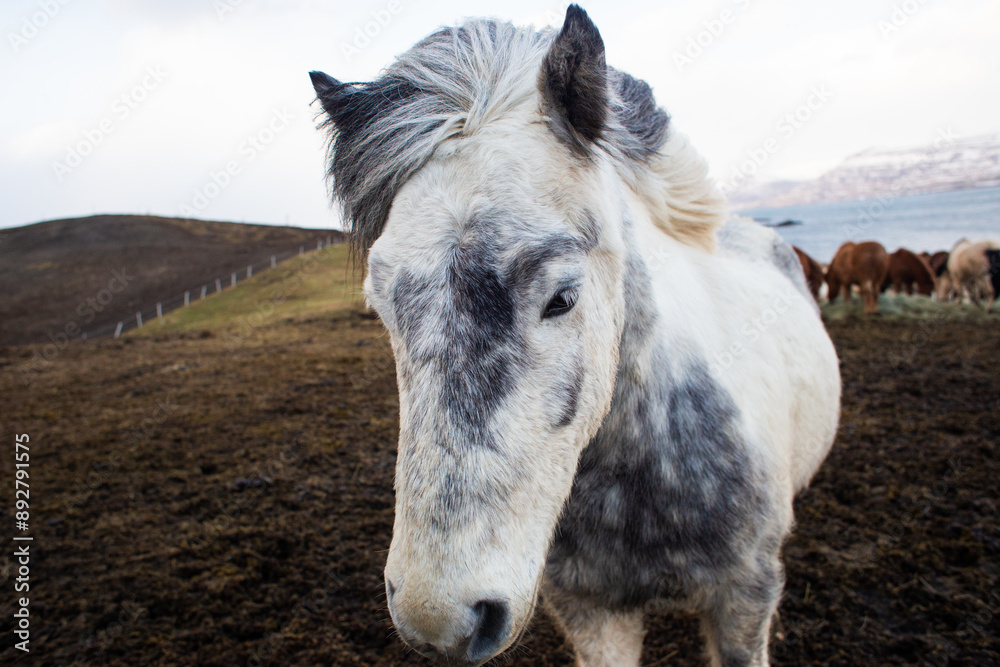 beautiful Icelandic horses with long manes are grazing and eating hay