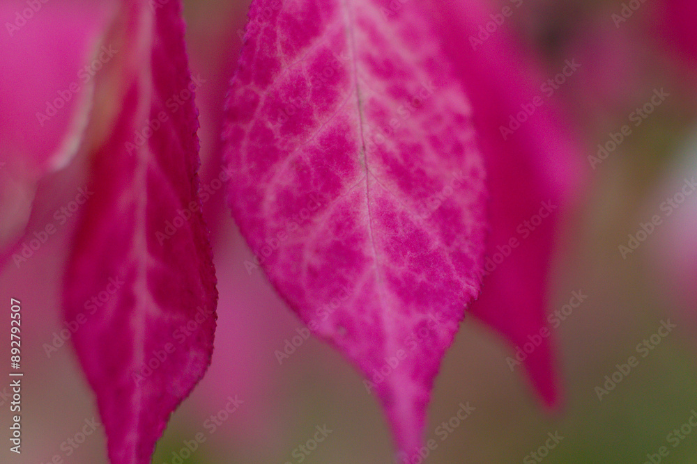 beautiful exotic Euonymus alatus tree with pink leaves beautiful exotic Euonymus alatus tree with pink leaves