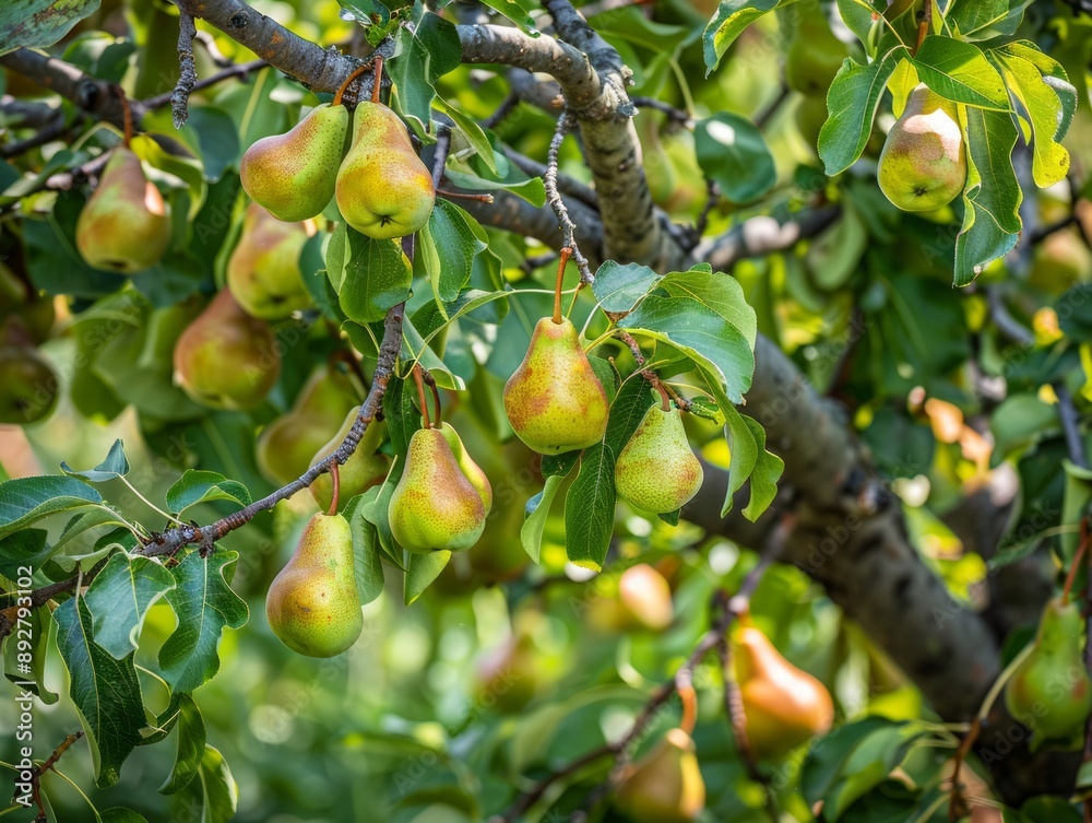 The Bountiful Harvest: A Close-Up of a Pear Tree Laden with Green Fruits - AR 4:3 The Bountiful Harvest: A Close-Up of a Pear Tree Laden with Green Fruits - AR 4:3