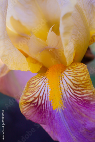 close up of a beautiful Irideae flower in the garden photo