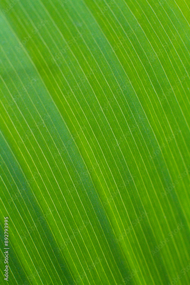 close-up texture and fibers, veins on a leaf close-up texture and fibers, veins on a leaf