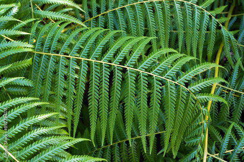 Cibotium Glaucum is Fern in the family Cyatheaceae native to Hawaii grows in Cold Greenhouse (Estufa Fria) in Lisbon. Natural Green Background.        photo