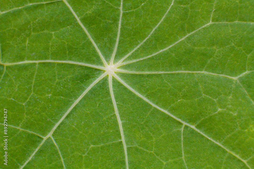 close-up texture and fibers, veins on a leaf close-up texture and fibers, veins on a leaf