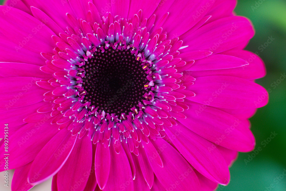 Obraz premium close-up of a beautiful Gerber Jameson flower in the garden