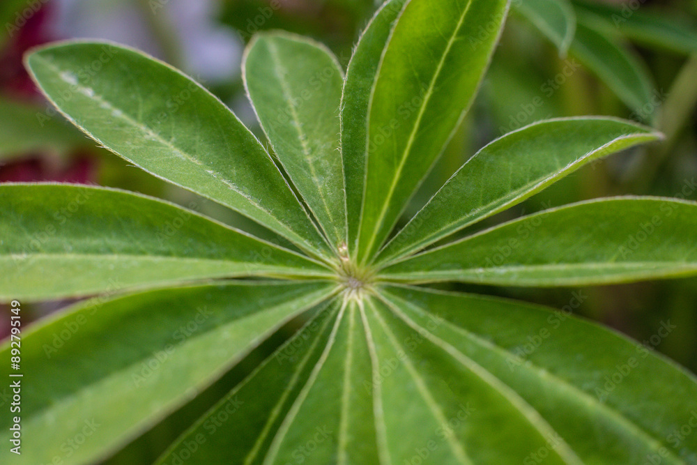 close-up texture of lupine leaf Lupinus polyphyllus close-up texture of lupine leaf Lupinus polyphyllus