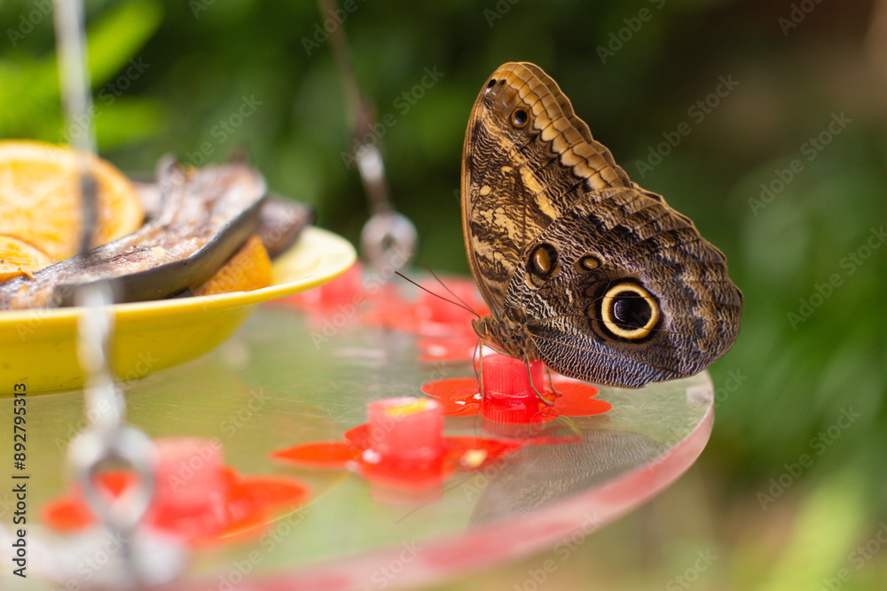 Fototapeta premium beautiful colorful butterfly in the garden eating sweet syrup