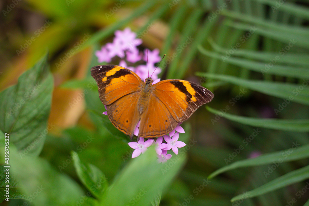 Obraz premium beautiful colorful butterfly in the garden on a flower
