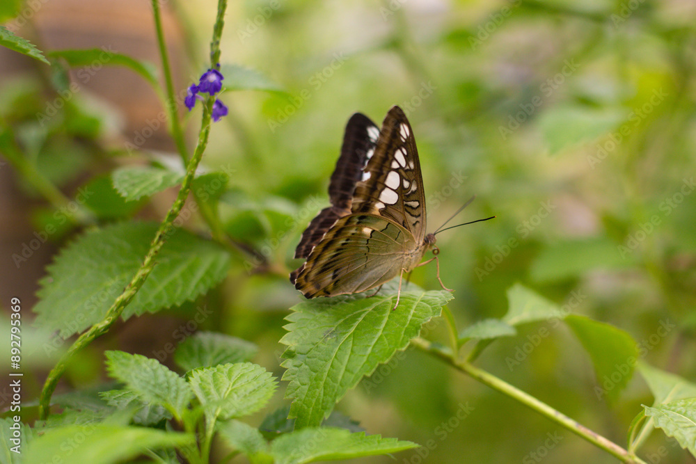 beautiful colorful butterfly in the garden on a flower