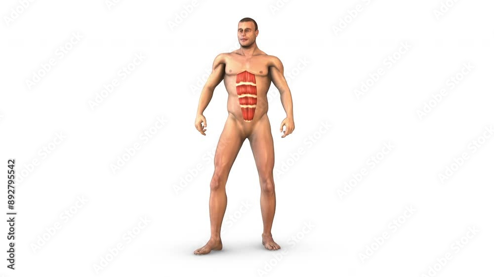 Human Muscular Systrm rectus abdominis muscles Human Muscular Systrm rectus abdominis muscles