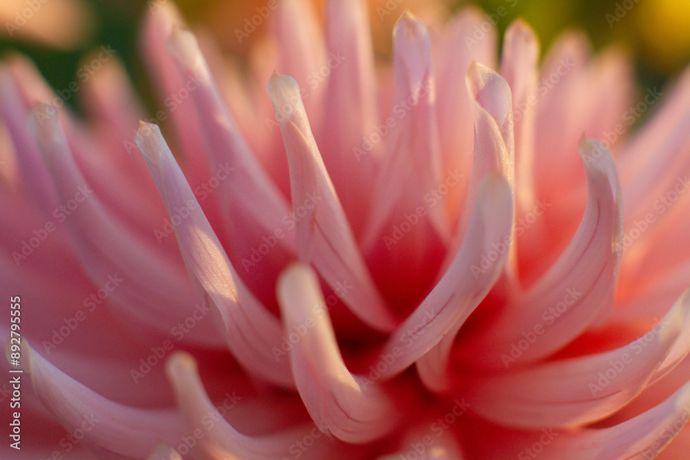 close up of a beautiful Dahlias flower in the garden