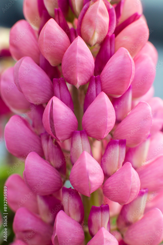 close up of beautiful Lupine Pink flowers in the garden close up of beautiful Lupine Pink flowers in the garden