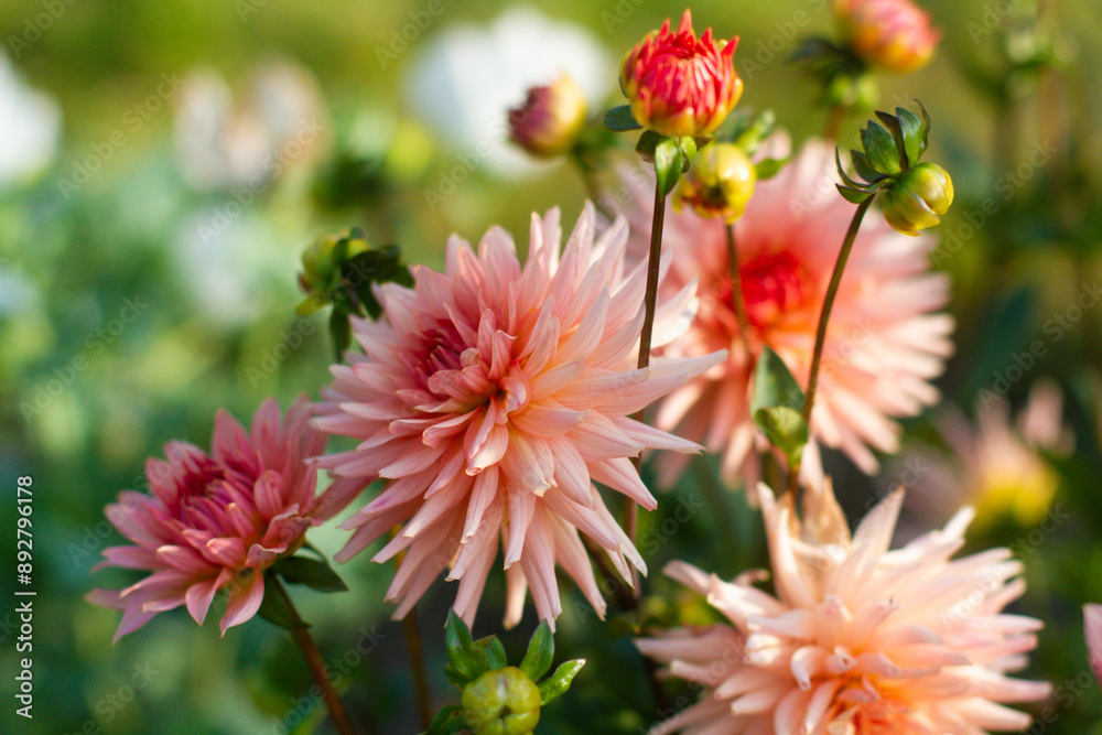 close up of a beautiful Dahlias flower in the garden close up of a beautiful Dahlias flower in the garden