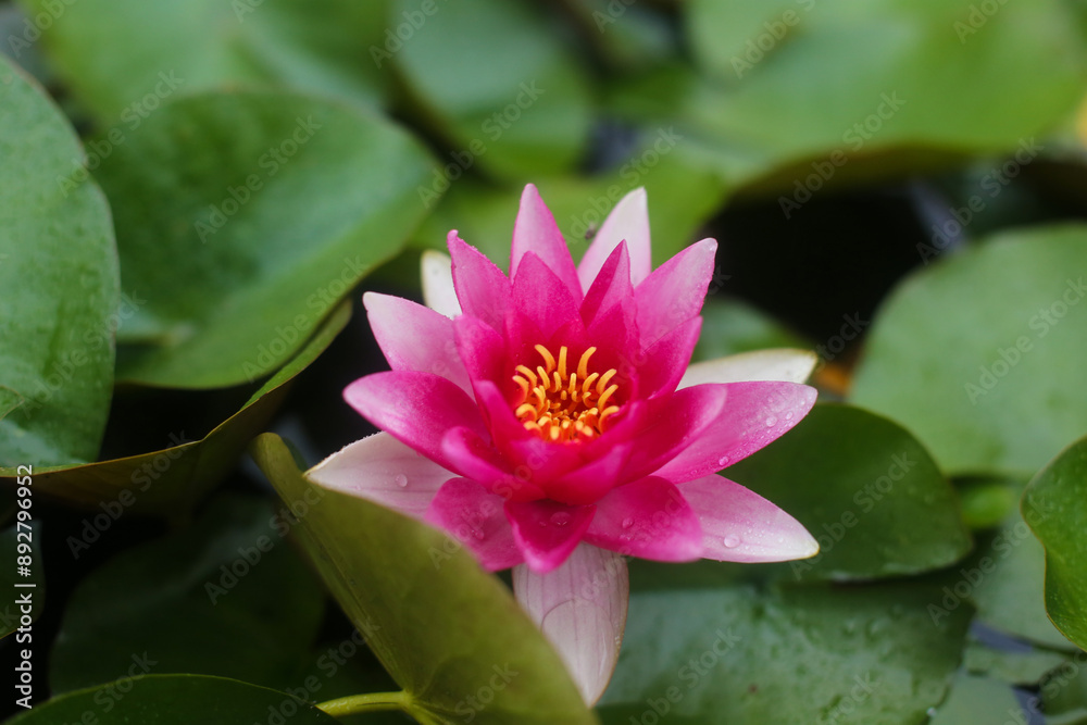 beautiful unfurled water lily flower on the pond beautiful unfurled water lily flower on the pond