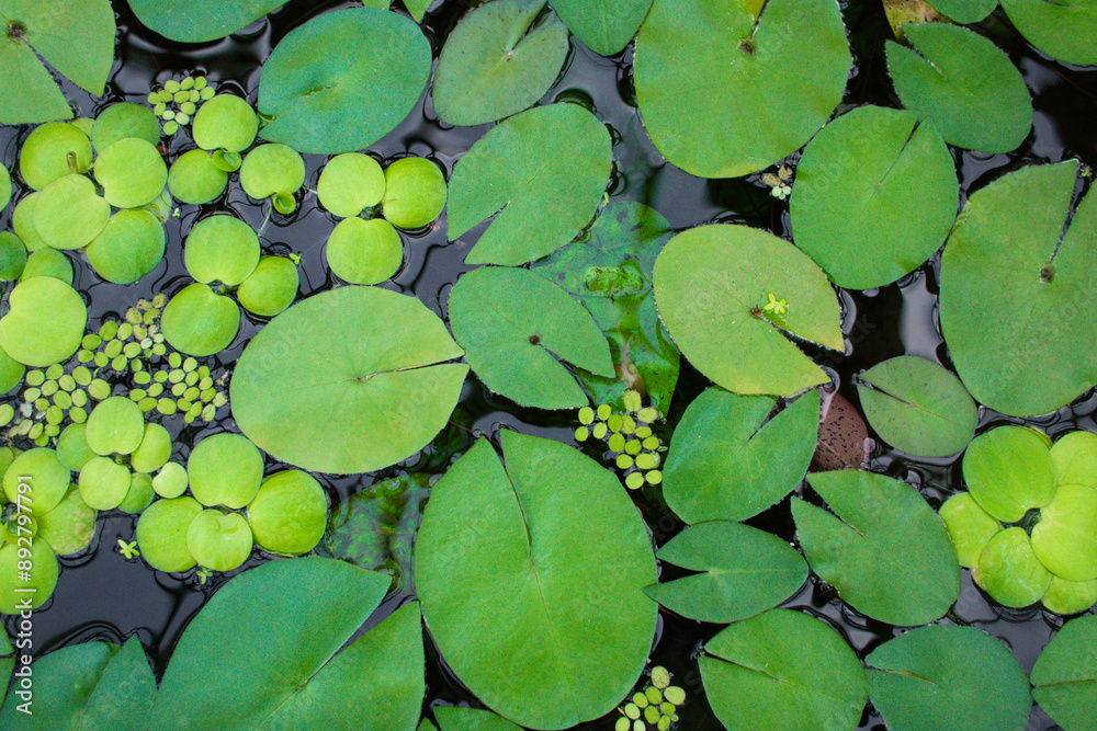 leaves of LIMNOBIUM SPONGE on the surface of the pond leaves of LIMNOBIUM SPONGE on the surface of the pond