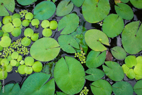 leaves of LIMNOBIUM SPONGE on the surface of the pond photo