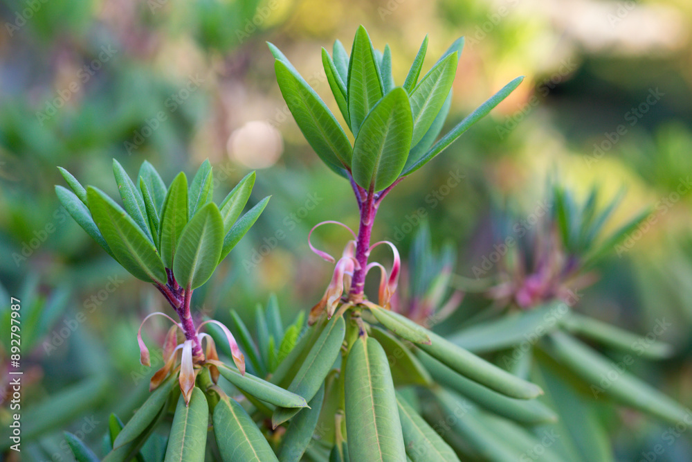 Obraz premium close up of beautiful Rhododendron leaves in the garden