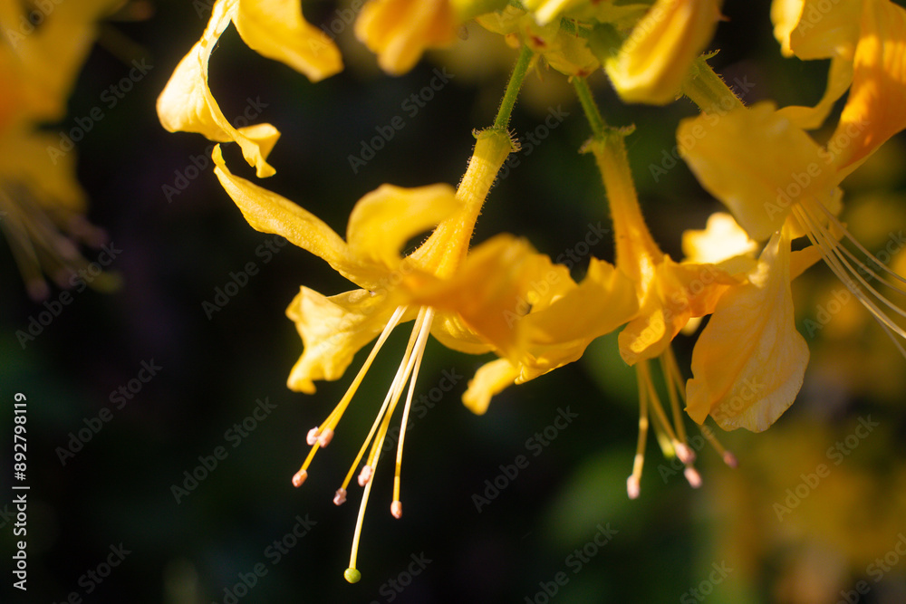 close-up of a beautiful Yellow rhododendron flower in the garden close-up of a beautiful Yellow rhododendron flower in the garden