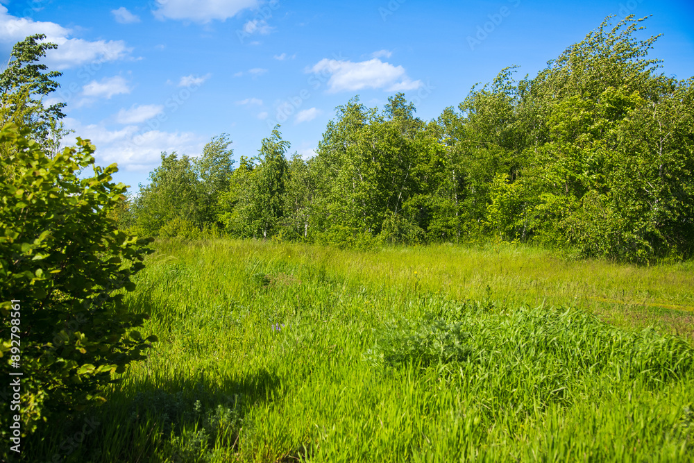 Field of summer grass against a background of green trees and a bright blue sky Field of summer grass against a background of green trees and a bright blue sky