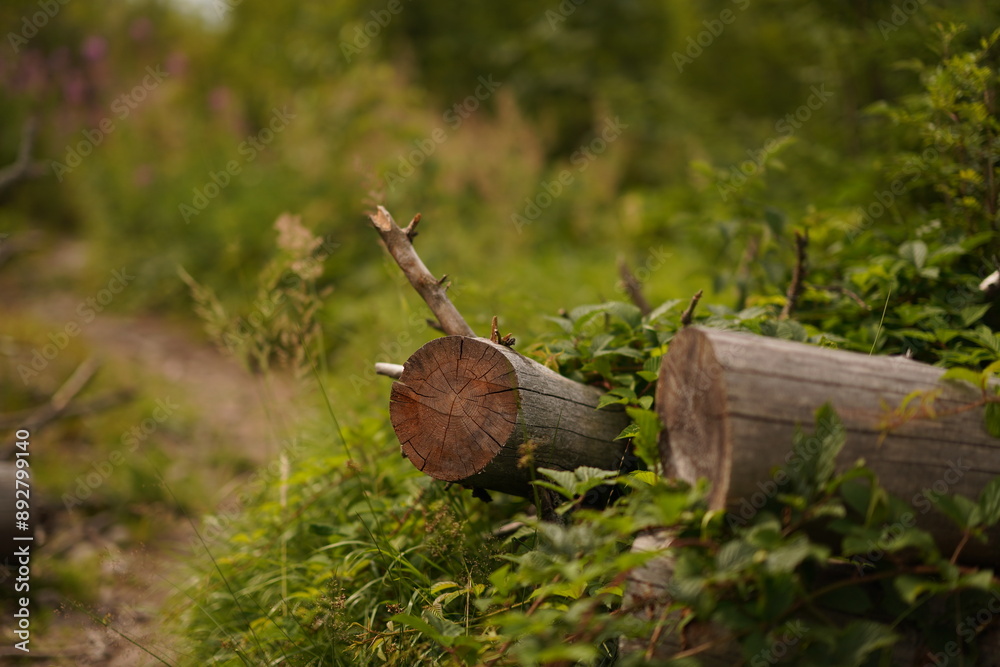 Obraz premium firewood in the forest