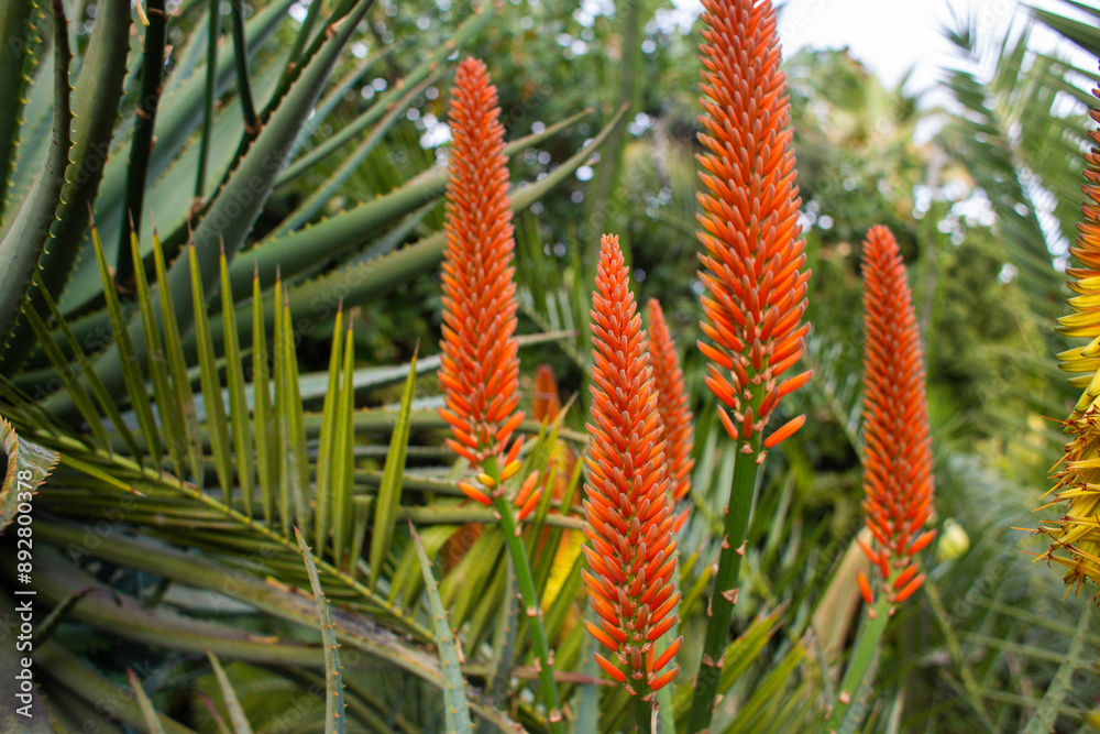close up of beautiful Aloe principis flowers in the garden close up of beautiful Aloe principis flowers in the garden