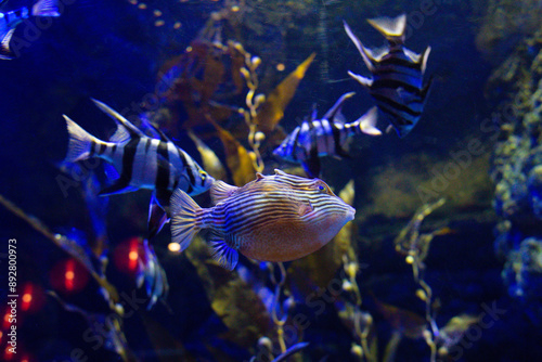 marine Ornate Cow fish  swims in an aquarium between reefs photo